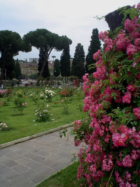giard_rosea4.jpg